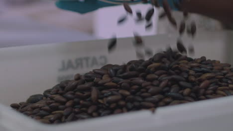 Slow-motion-close-up-of-the-Brazilian-superfood,-the-Barukas-nut,-being-poured-into-a-container