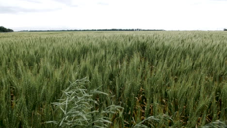 Wheat-field,-landscape,-Kansas,-background,-grass,-green,-farm,-farming,-farmer,-grow,-growing,-harvest