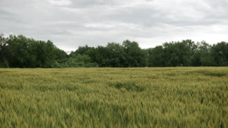 Wheat-field,-landscape,-Kansas,-background,-grass,-green,-farm,-farming,-farmer,-grow,-growing,-harvest,-trees,-clouds,-overcast,-storm,-rain