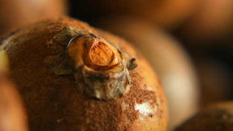 Shallow-depth-of-field-still-macro-shot-of-a-coyol-palm-fruit,-ready-for-producing