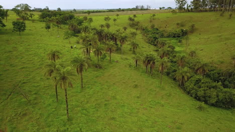 Aerial-shot-of-green-jungle-scene-with-people-harvesting-the-fruit-of-macauba-or-known-as-coyol-palm-to-produce-oil-in-Brazil