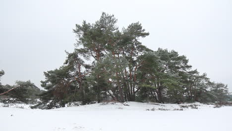 Group-of-trees-in-snow-covered-dunes---locked-shot