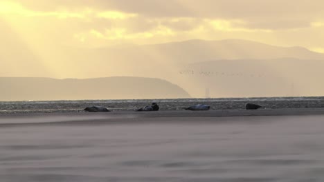 Malerischer-Blick-Auf-Vier-Robben,-Die-An-Einem-Windigen-Tag-In-Texel,-Niederlande,-Am-Sandstrand-Liegen,-Sonnenuntergang,-Nach-Oben-Kippen