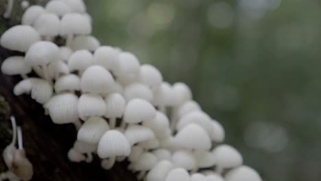 Shallow-focus-close-up-on-small-white-mushrooms-growing-on-mossy-covered-tree