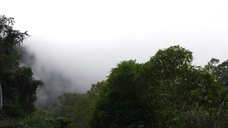 Misty-dense-tree-line-barely-able-to-see-mountain-rocky-terrain-through-thick-travelling-mist