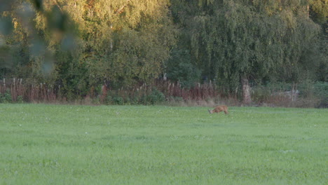 Distant-Roe-deer-eats-grass-on-autumn-field-in-Finland