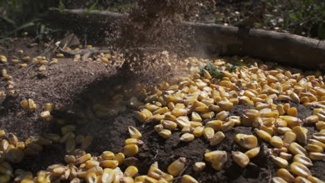 deer-corn-being-poured-out-in-high-speed-slow-motion