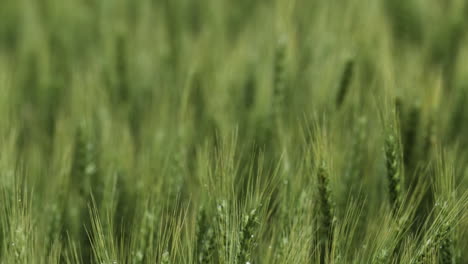 Weizenfeld,-Landschaft,-Kansas,-Hintergrund,-Gras,-Grün,-Bauernhof,-Landwirtschaft,-Farmer,-Wachsen,-Wachsen,-Ernten,-Samen,-Pflanzen,-Pflanzen