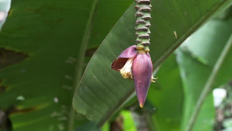 Beautiful-small-Wild-banana-flower-blossom-or-banana-bud