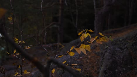 Moving-around-autumn-foliage-leaves-in-a-gloomy-fall-forest---circling-POV-shot