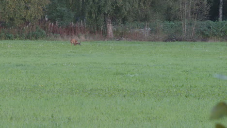 European-Roe-Deer-scratching-head-and-ears-on-Open-Field