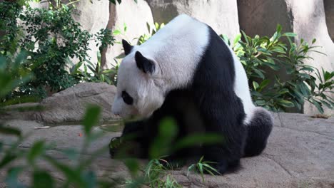 Close-up-shot-capturing-a-yawning-sleepy-giant-panda,-ailuropoda-melanoleuca-sitting-on-the-ground-with-mouth-wide-open-at-daytime