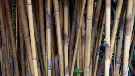 Panning-down-bunch-of-natural-bamboo-stalks-with-leaves-in-between