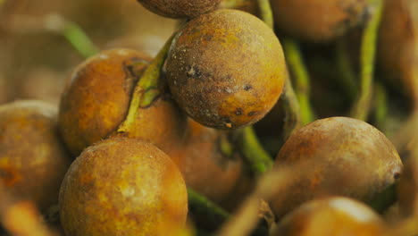 Nahaufnahme-Einer-Reihe-Von-Coyol-Palmenfrüchten,-Die-Zur-Herstellung-Von-Öl-Oder-Biodiesel-Geerntet-Werden