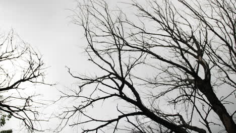 Silhouette-Eines-Baumes,-Der-Im-Wind-Vor-Einem-Grauen,-Bewölkten,-Bewölkten-Himmel-Weht