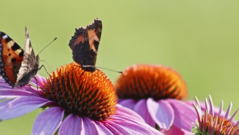 Zwei-Kleine-Schildpatt-Schmetterlinge-Ernähren-Sich-Im-Sonnenlicht-Von-Orangen-Sonnenhut