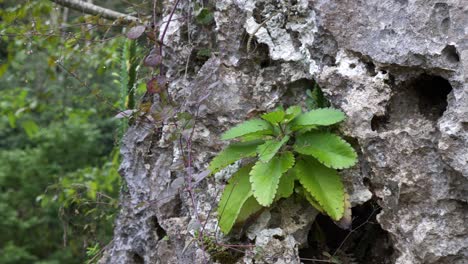 Langsamer-Schwenk-über-Große-Felsen-Mit-Vegetationspflanzen,-Die-In-Leeren-Hohlräumen-Wachsen