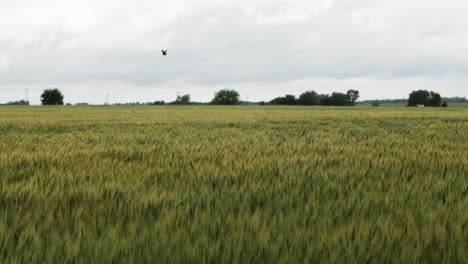 Wheat-field,-landscape,-Kansas,-background,-grass,-green,-farm,-farming,-farmer,-grow,-growing,-harvest,-trees,-cloudy,-rain,-cloud,-summer