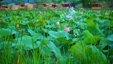 Boat-Paddle-With-Splashing-Water-On-Dense-Landscape-Of-Sacred-Lotus-In-A-Pond