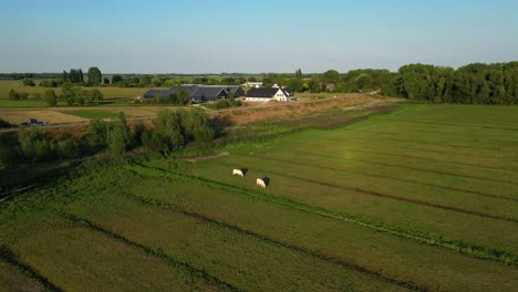 Zwei-Weiße-Rinder-Grasen-Auf-Dem-Grünen-Feld-Der-Provinz-Arkel-In-Südholland,-Niederlande