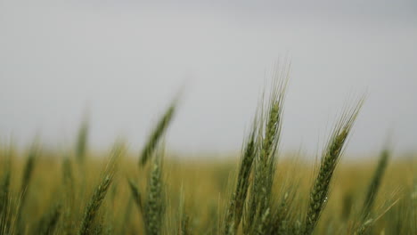 Weizenfeld,-Landschaft,-Kansas,-Hintergrund,-Gras,-Grün,-Bauernhof,-Landwirtschaft,-Farmer,-Wachsen,-Wachsen,-Ernten,-Halme,-Getreide,-Wachsen,-Pflanzen