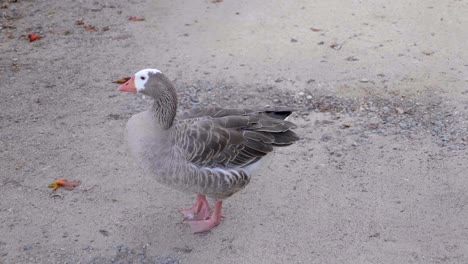 Goose-on-sandy-gravel-ground-cleaning-itself,-Long-neck-turning-to-emerge-from-feather-plumage