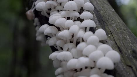 Nahaufnahme-Flacher-Fokus-Auf-Weiße-Kleine-Pilze,-Die-Auf-Moosbedeckten-Bäumen-Wachsen