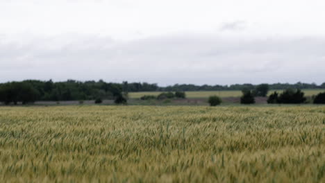 Landscape-of-a-Kansas-wheat-field-in-the-summer-with-distant-trees-and-grey,-overcast-sky