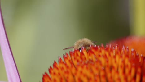 Extreme-Nahaufnahme-Von-Honigbienen,-Die-Pollen-Von-Einer-Orangefarbenen-Kegelblume-Sammeln