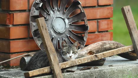 cat-sunbathing-in-the-garbage