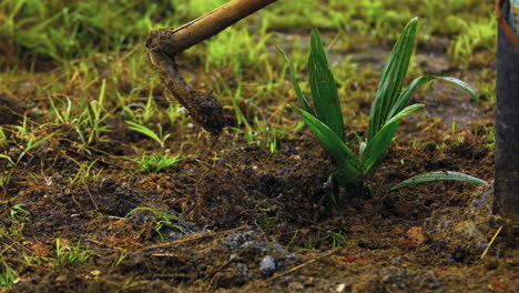 Hoeing-a-young-coyol-macauba-palm-tree-seedling-on-an-oil-plantation-in-Brazil