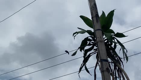 Shot-of-white-cloud-movement-behind-electric-wires-on-a-rainy-day-with-the-view-of-a-bamboo-pole-in-the-foreground-