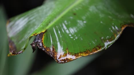 Close-up-of-a-tropical-palm-leaf-with-rain-drops