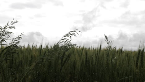Weizen,-Gras,-Bauernhof,-Ackerland,-Landwirtschaft,-Stiele,-Produkte,-Wachsen,-Wachsen,-Grün,-Kansas