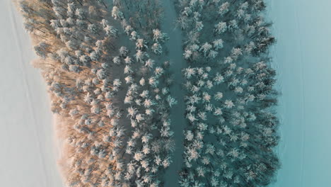 Aerial,-top-down,-drone-shot,-over-a-road,-in-the-middle-of-snowy,-pine-tree-forest,-on-Vuoniemi-ness,-at-lake-Saimaa,-on-a-sunny,-winter-evening-dusk,-Pohjois-Karjala,-Finland