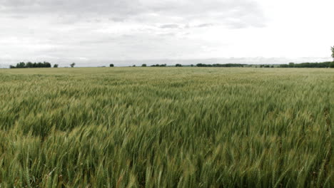 Weizenfeld,-Landschaft,-Kansas,-Hintergrund,-Gras,-Grün,-Bauernhof,-Landwirtschaft,-Farmer,-Wachsen,-Wachsen,-Ernten,-Bewölkt,-Bewölkt