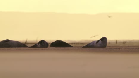 Breathtaking-golden-hour-wildlife-scene-of-seals-lying-on-shoreline,-Texel