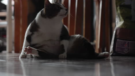 Süße-Katze-Leckt-Seinen-Körper-Und-Schwanz