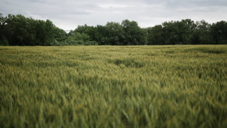 Landscape-of-a-Kansas-wheat-field-in-the-summer-with-distant-trees-and-grey,-overcast-sky