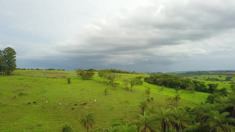 Aerial-shot-flying-over-palm-trees,-as-goats-grazing-on-the-hills-in-the-open-field-in-Brazil