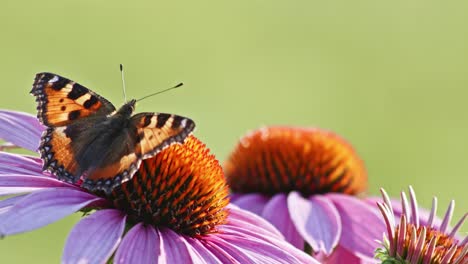 Extreme-close-up-macro-shot-of-orange-Small-tortoiseshell-butterfly-sitting-on-purple-coneflower-with-wings-wide-open