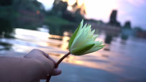 Person-Holding-A-Blooming-Water-Lily-Flower-Against-Bokeh-Lake-Background