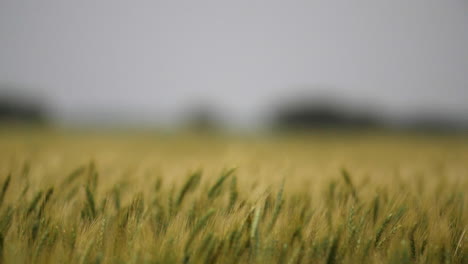 Wheat-field,-landscape,-Kansas,-background,-grass,-green,-farm,-farming,-farmer,-grow,-growing,-harvest,-closeup
