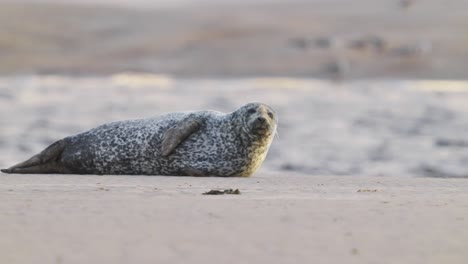 Full-shot-of-Common-Seal-looking-at-camera-while-lying-on-beach-shore-in-Texel