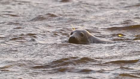 Majestic-tracking-shot-of-Common-Seal-swimming-on-rough-sea-at-golden-hour