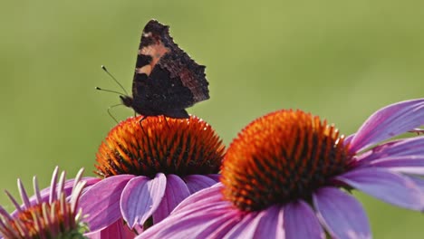 Ein-Kleiner-Schildpatt-Schmetterling-Ernährt-Sich-Im-Sonnenlicht-Von-Sonnenhut