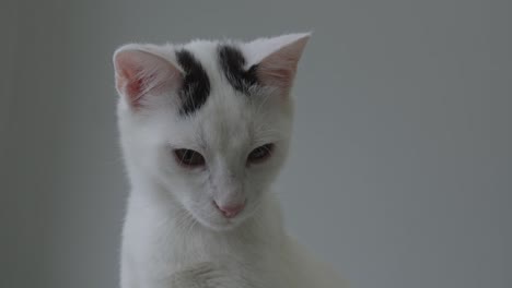Alert-White-Cat-Ear-Scanning-Umgebung-Aus-Nächster-Nähe