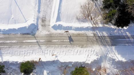 TOP-DOWN-AERIAL-of-deer-standing-on-the-side-of-snowy-road-with-shadows