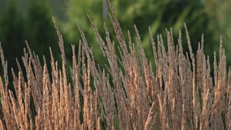 feather-reed-grass-sways-slowly-in-the-wind-on-green-background