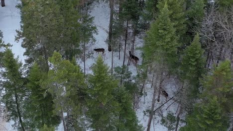Over-head-view-of-three-deer-standing-in-a-windy-winter-forest-AERIAL